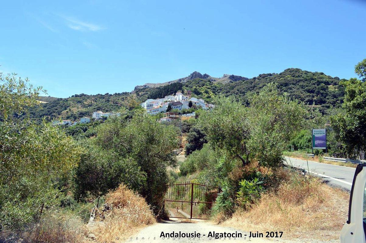 633- Algatocin.JPG